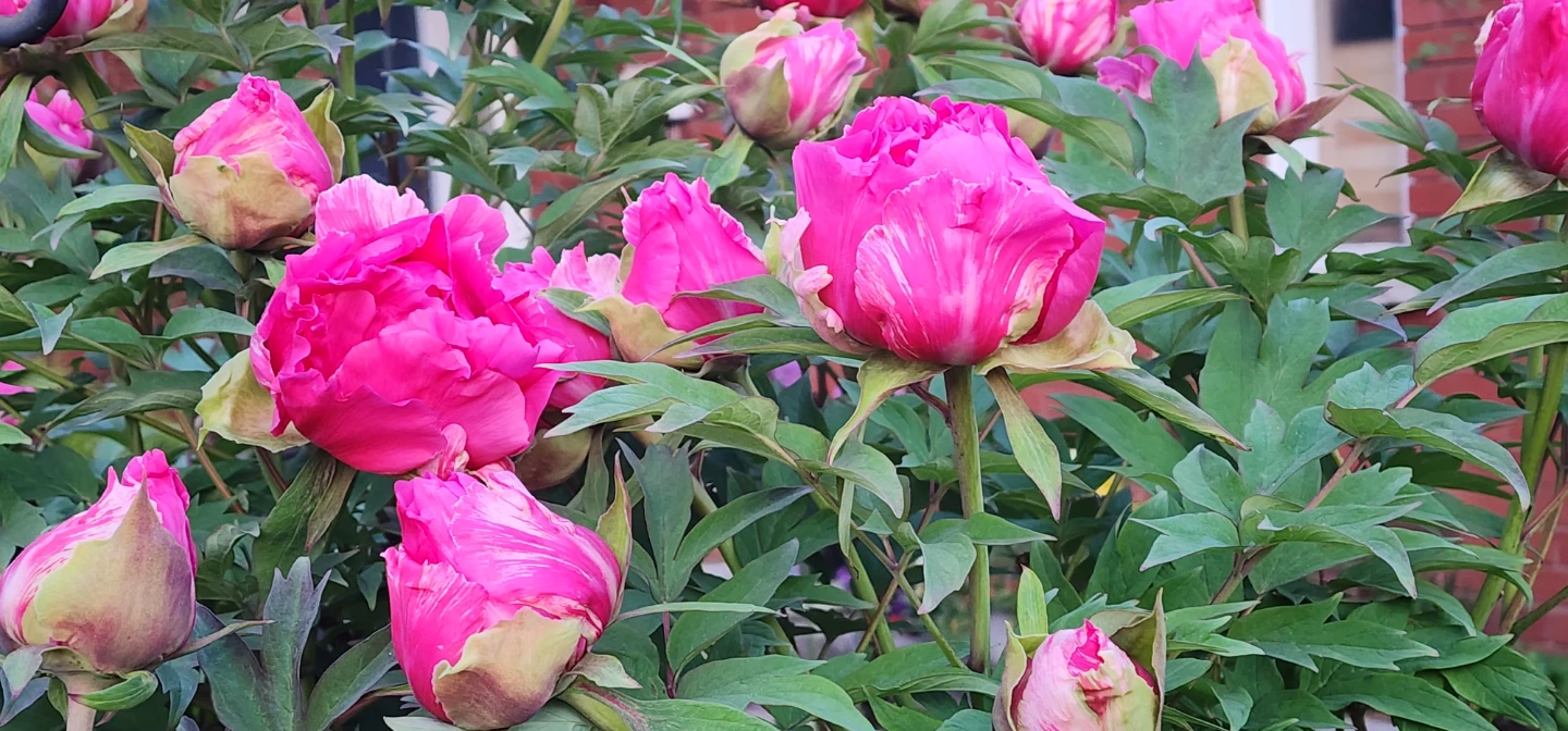 Tree Peony cut flower and allium cut flower