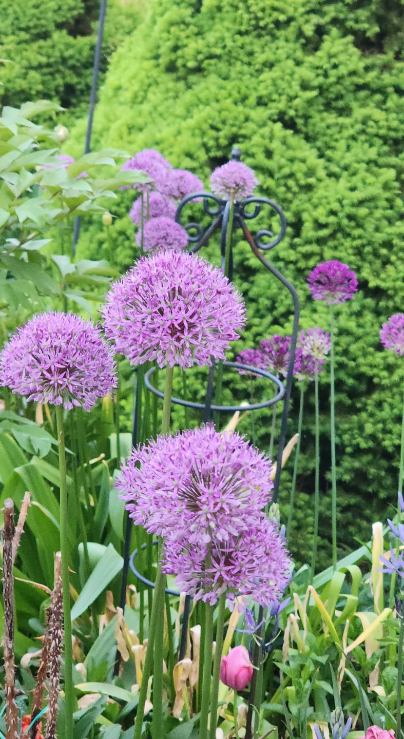 Tree Peony cut flower and allium cut flower - photo 2