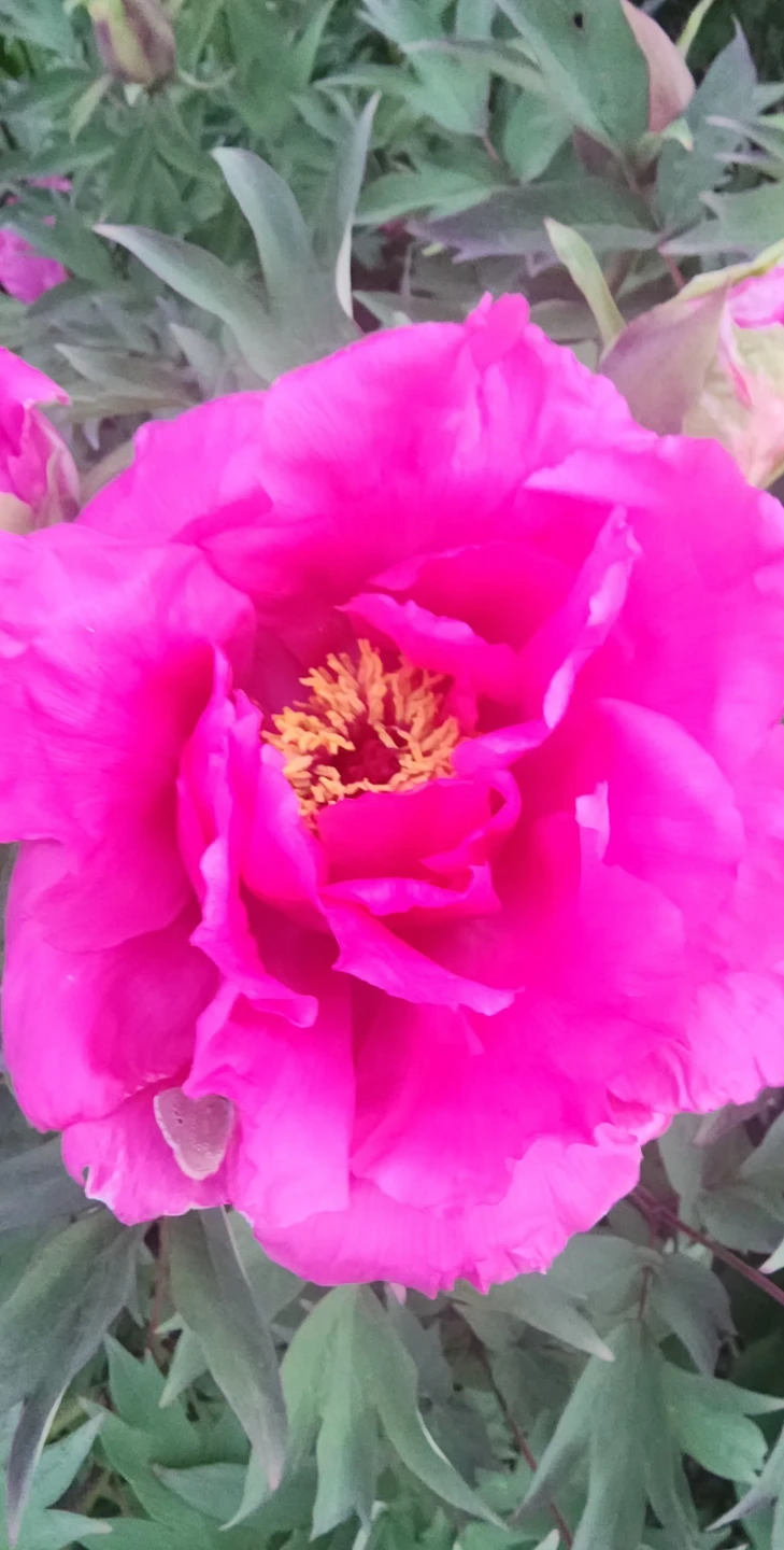 Tree Peony cut flower and allium cut flower - photo 3