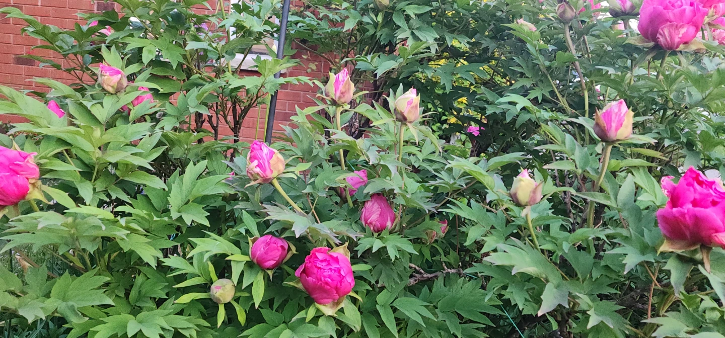 Tree Peony cut flower and allium cut flower - photo 4