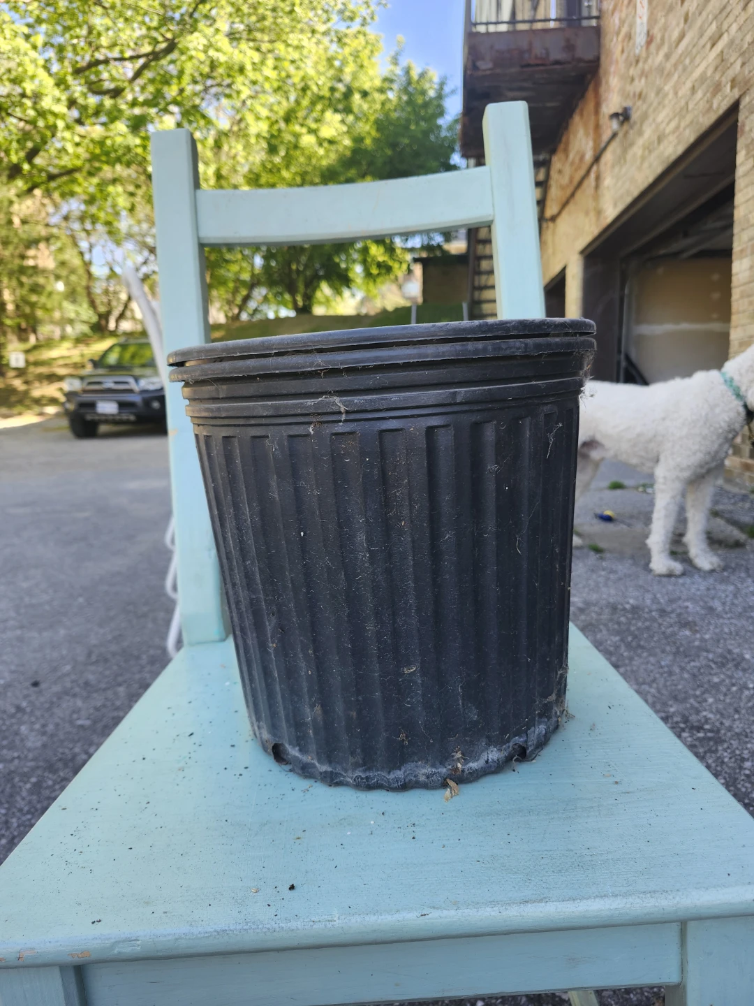 Large Black Plastic Plant Pot