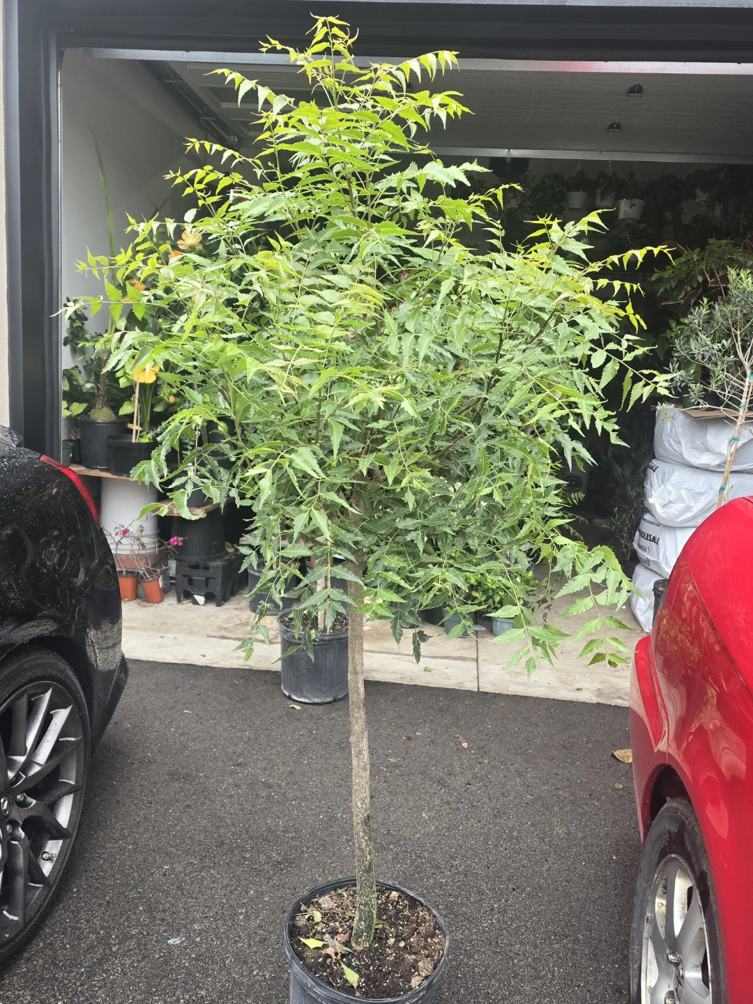Neem Tree Plant. 12"pot - photo 2