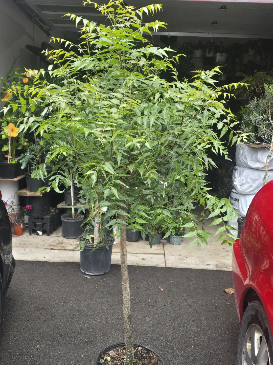 Neem Tree Plant. 12"pot - photo 3