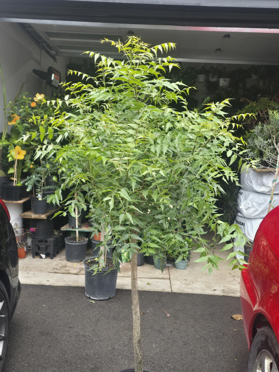 Neem Tree Plant. 12"pot - photo 4