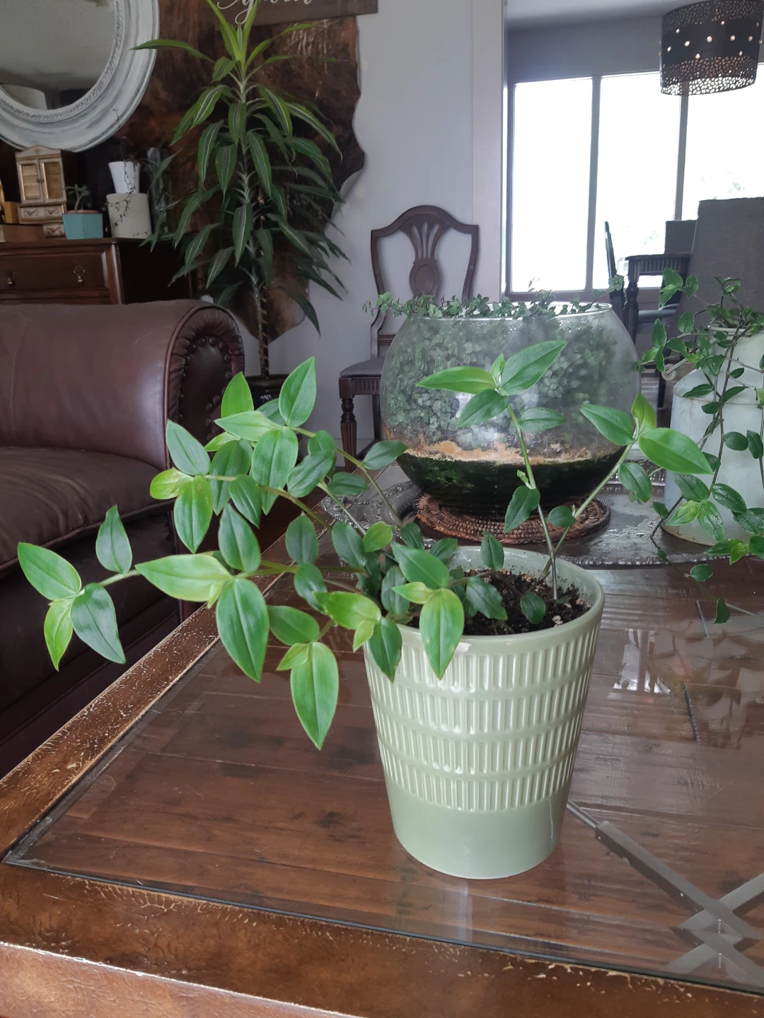 Lush Tradescantia fluminensis plant and ceramic planter - photo 5
