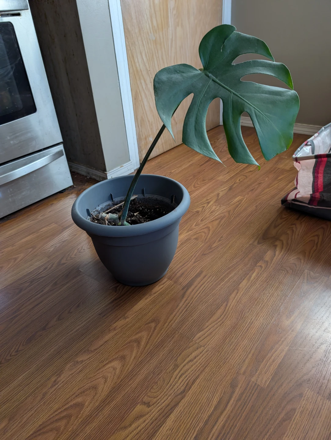 Monstera Deliciosa Plant