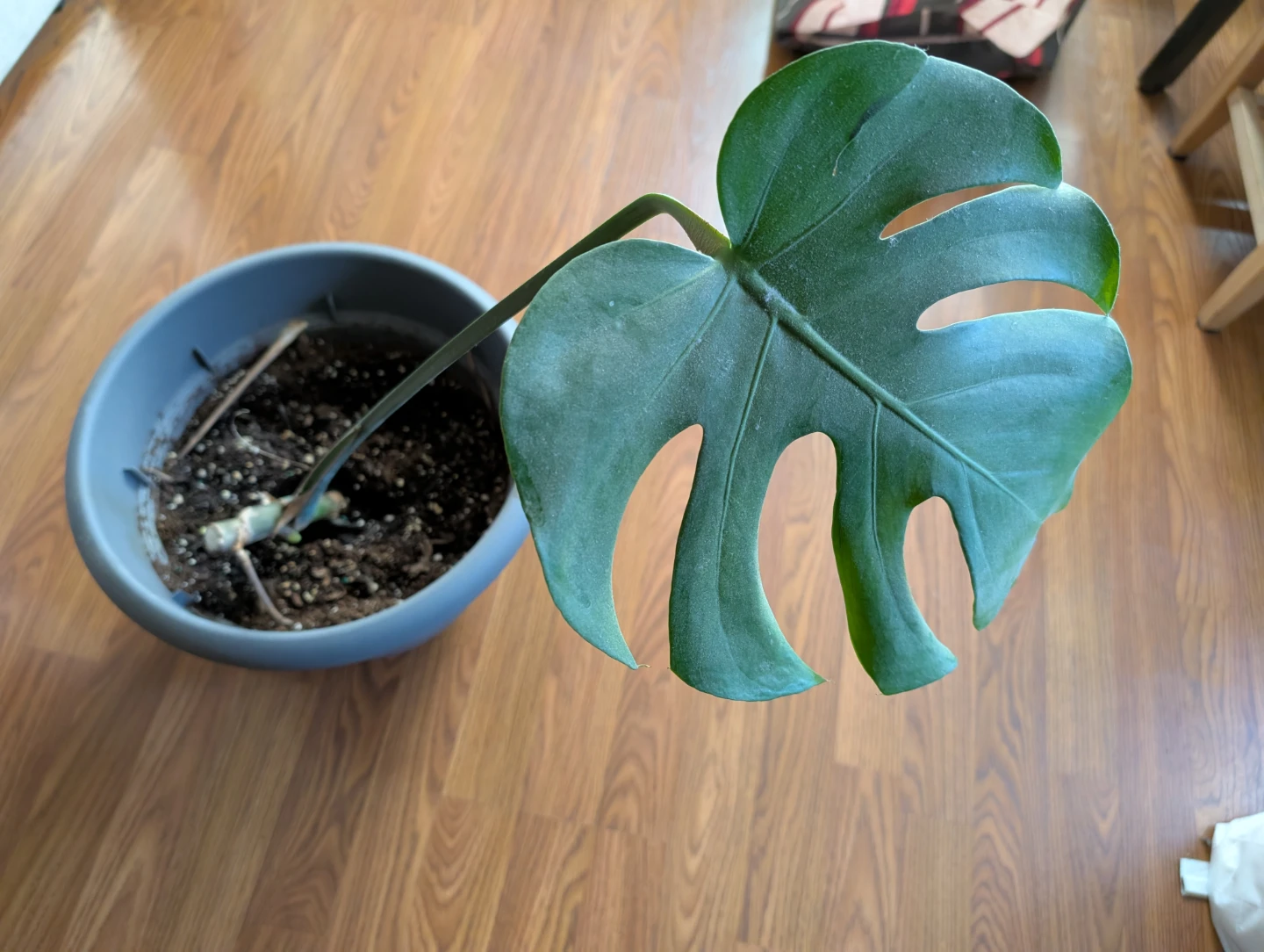 Monstera Deliciosa Plant - photo 2