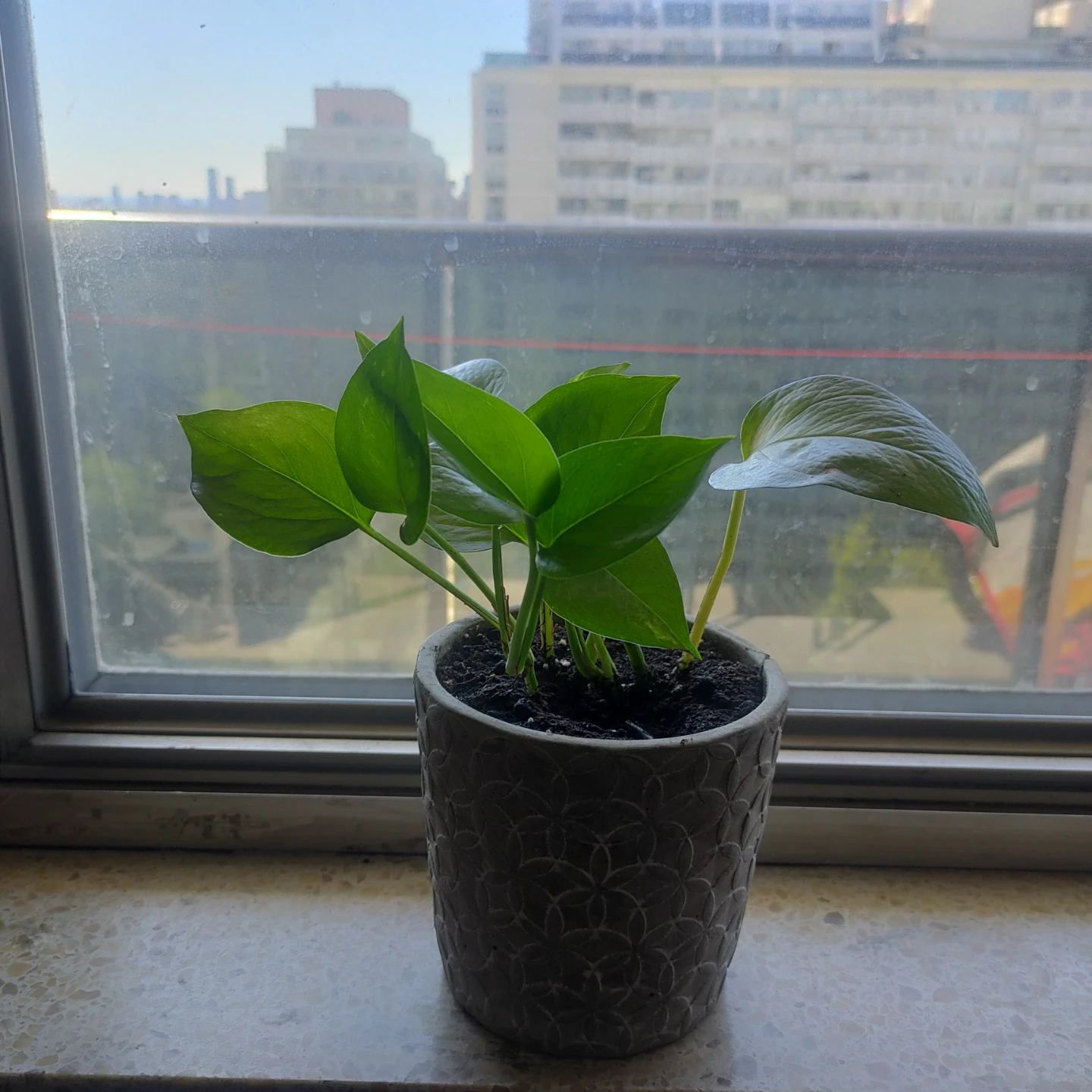 Houseplant Assortment - photo 2
