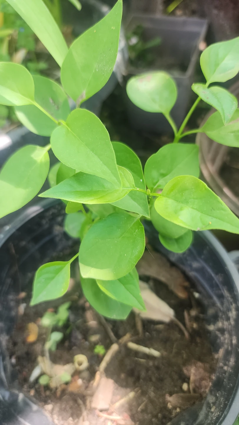 Lilac Plant - photo 2