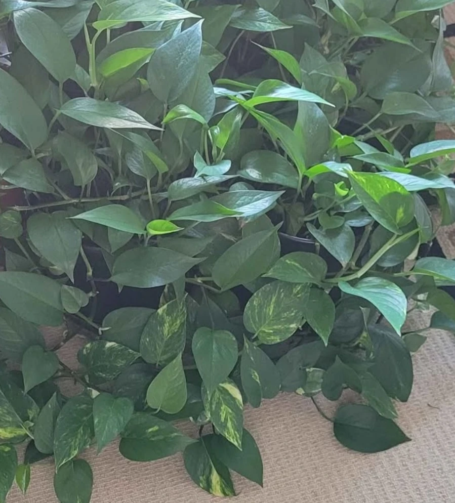 Pothos