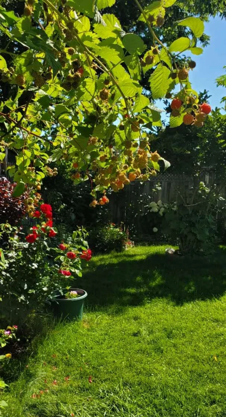 Raspberry plants - photo 2