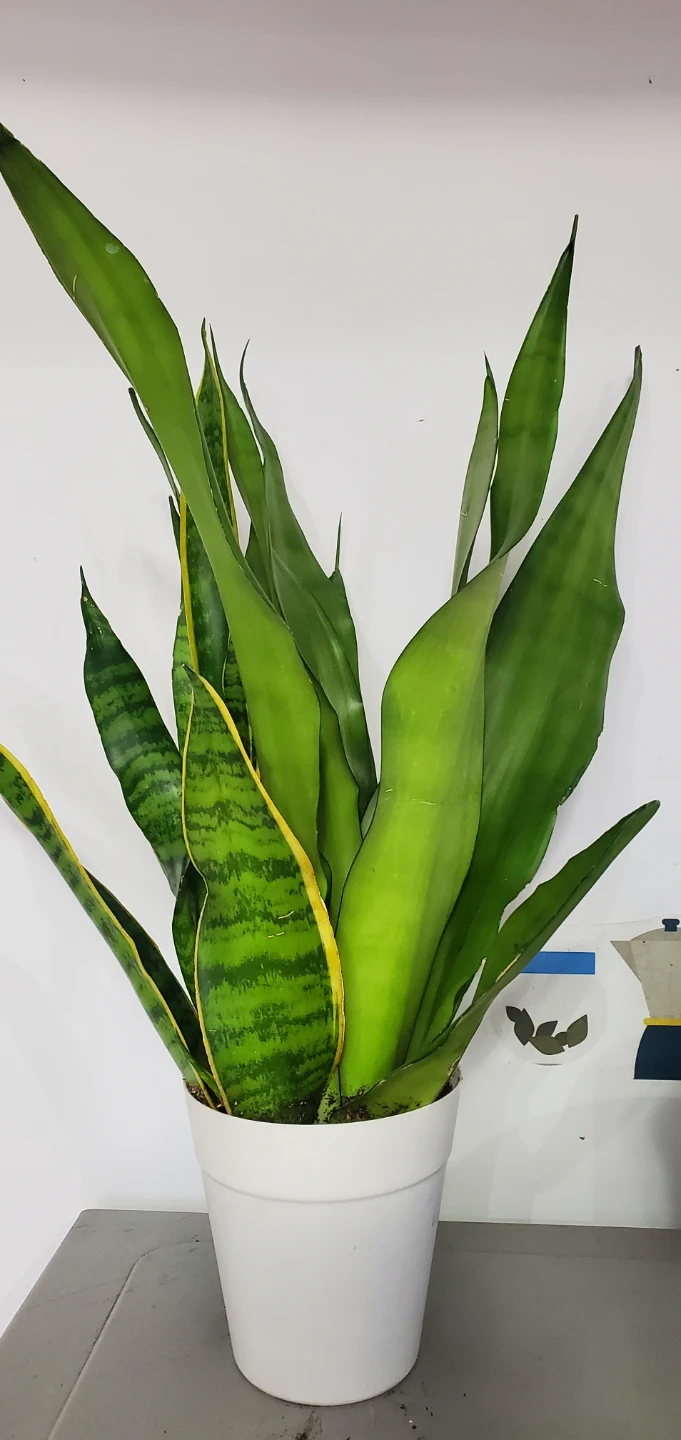 Snake Plant in Pot - photo 3