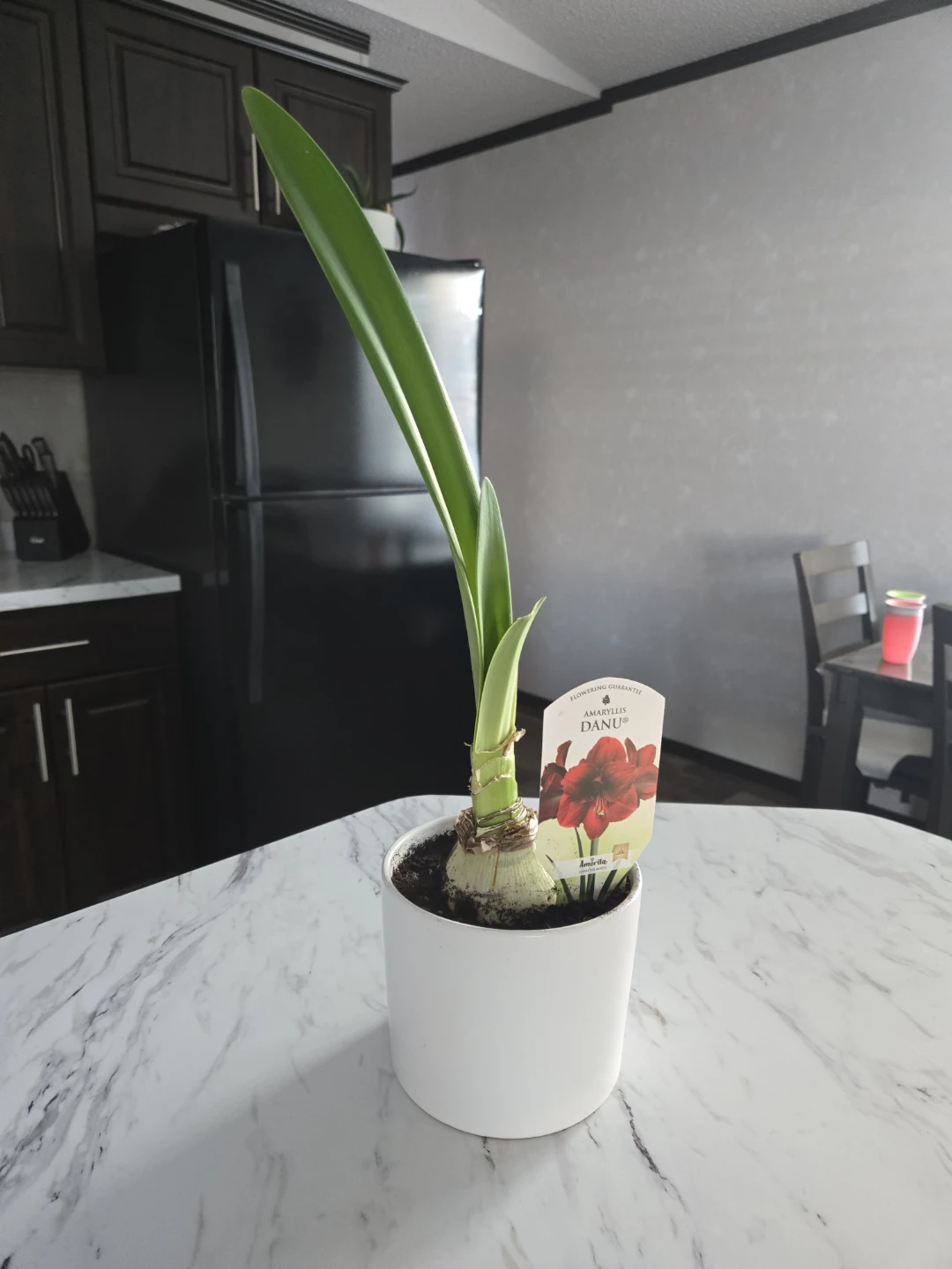 Amaryllis 🪴 plant