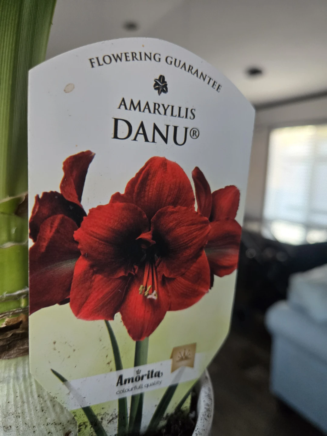 Amaryllis 🪴 plant - photo 2