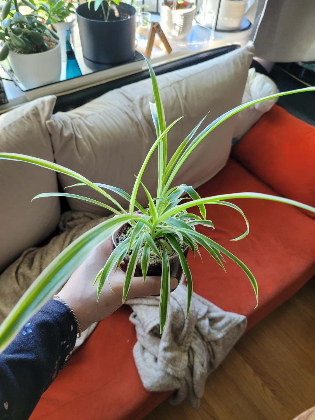 Air Purifying Plants Spider Plant - photo 2