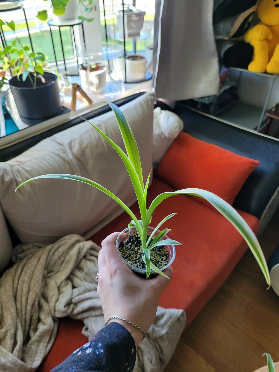 Air Purifying Plants Spider Plant - photo 4