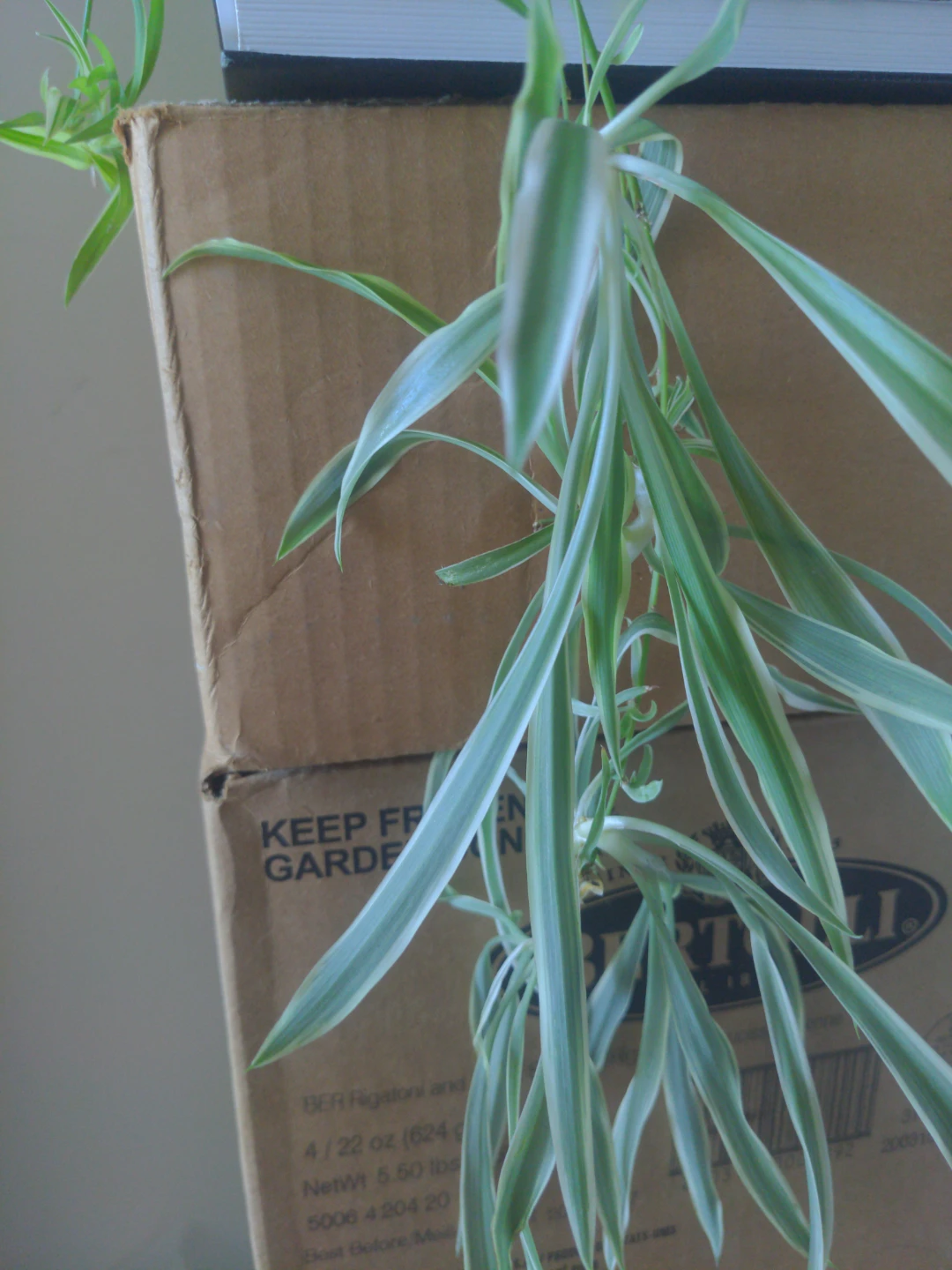 Spider Plant - photo 2