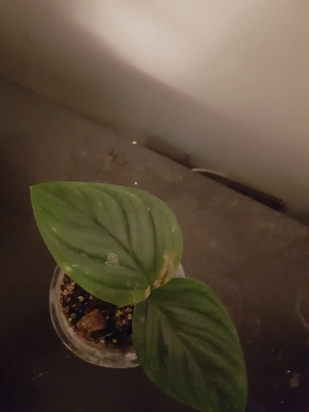 Small Monstera Plant in Pot - photo 3