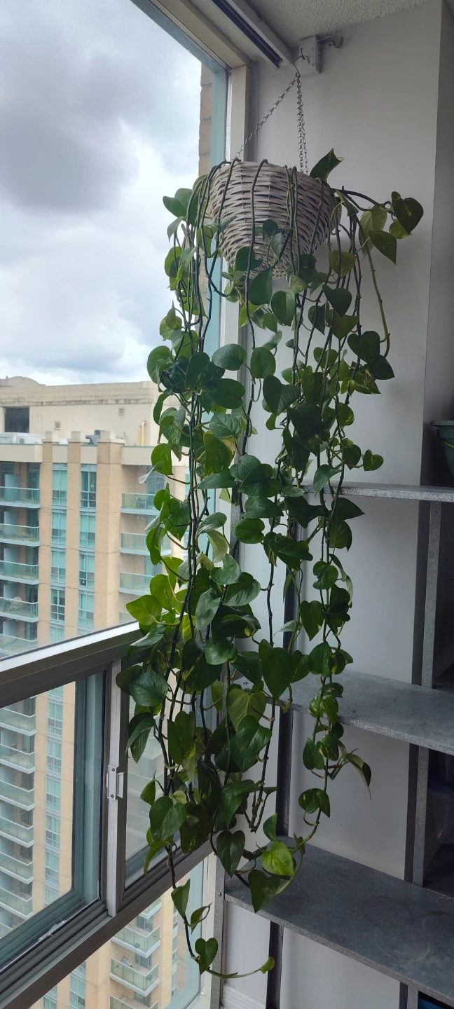 Large Pothos Plant