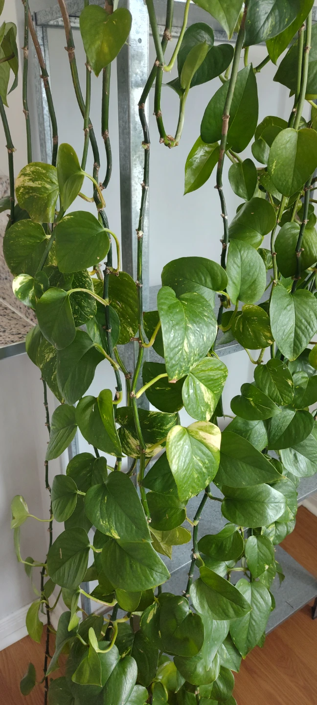 Large Pothos Plant - photo 3