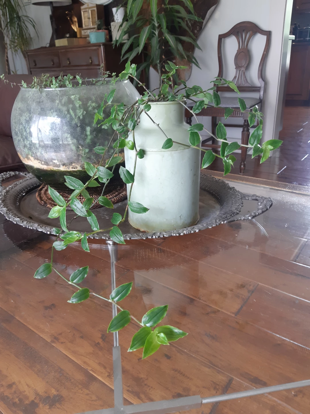 Tradescantia Fluminensis Houseplant and Rustic Planter
