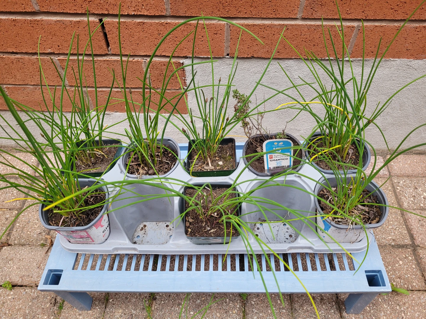 Chive plants.