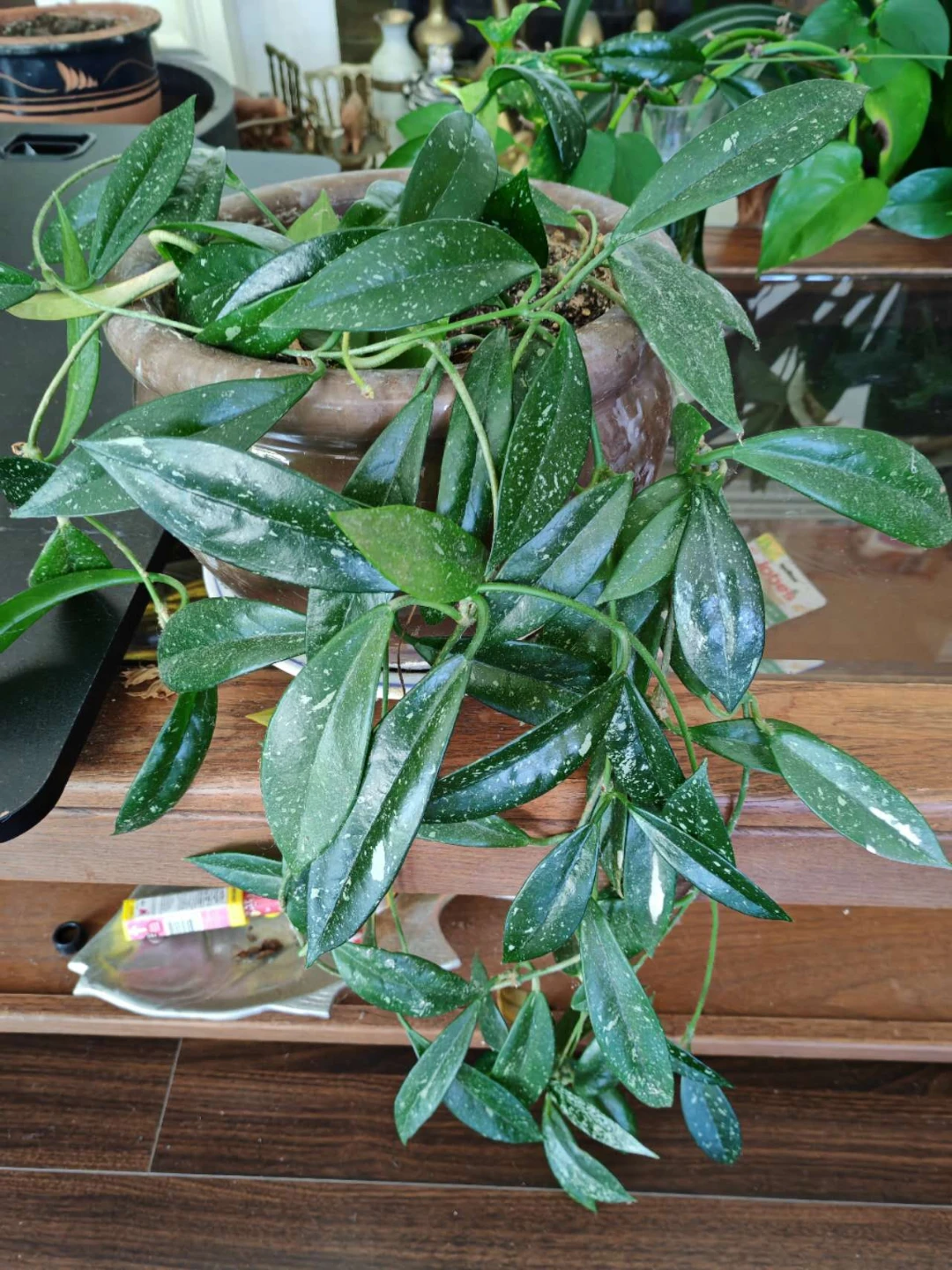 Hoya Carnosa Plant