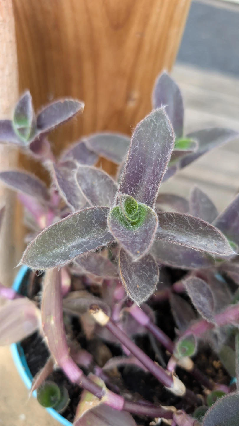 Tradescantia 'Pale Puma' potted plants / rooted cuttings sale!