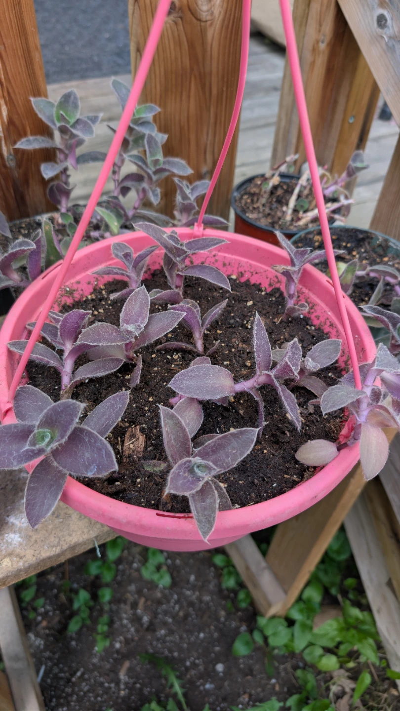 Tradescantia 'Pale Puma' potted plants / rooted cuttings sale! - photo 2