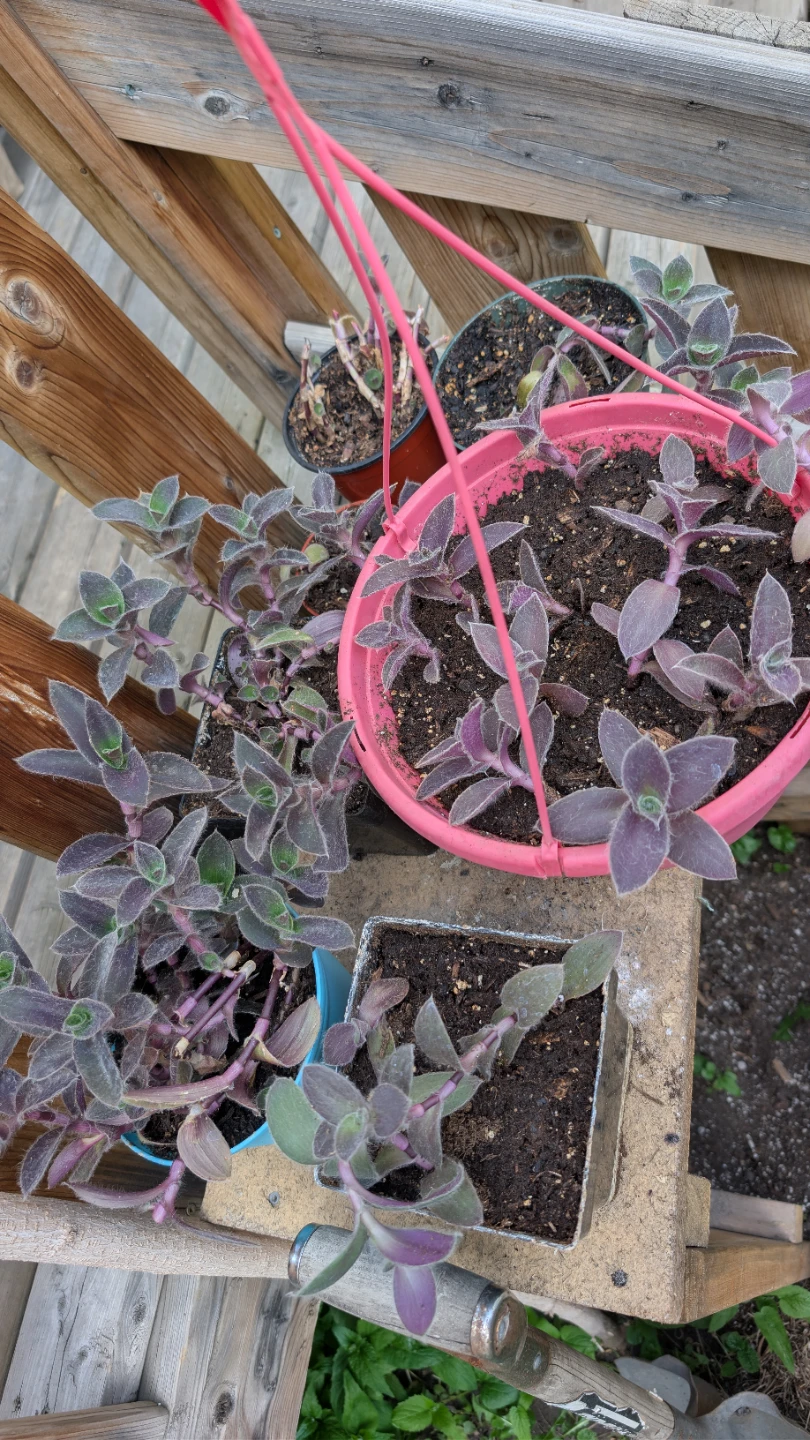 Tradescantia 'Pale Puma' potted plants / rooted cuttings sale! - photo 3