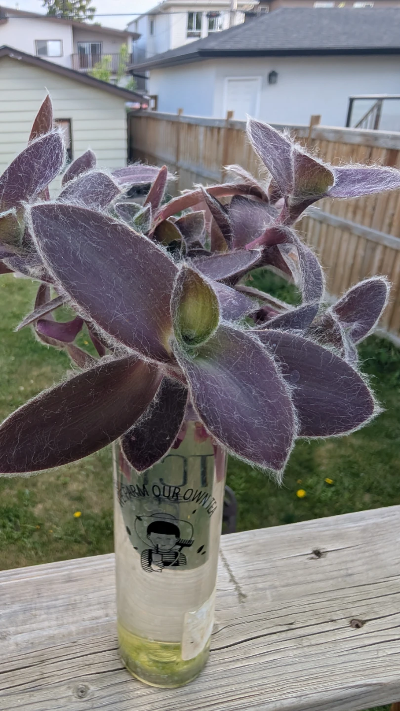 Tradescantia 'Pale Puma' potted plants / rooted cuttings sale! - photo 4