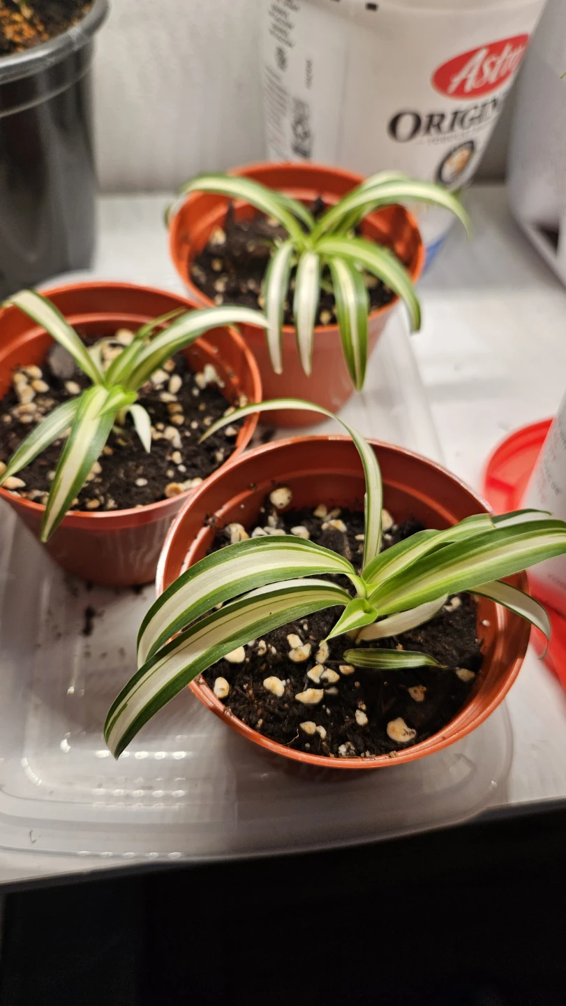Spider Plant Babies ($1 each) - photo 2