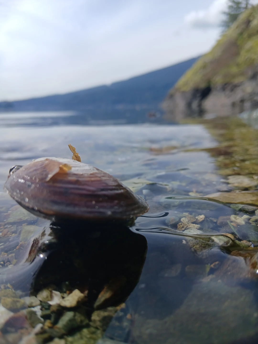 Mussel Shell
