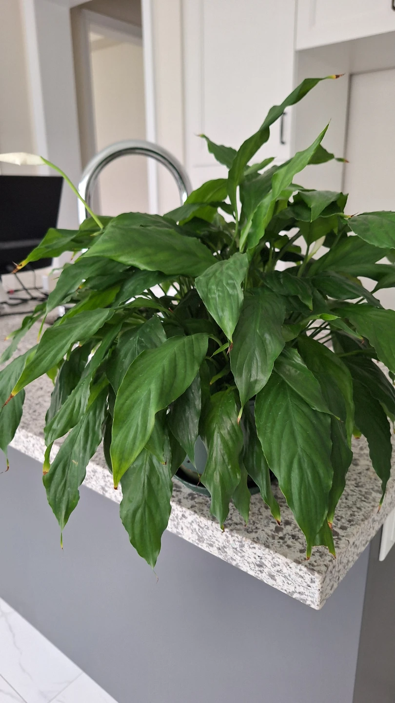 Peace Lily Plant - photo 2