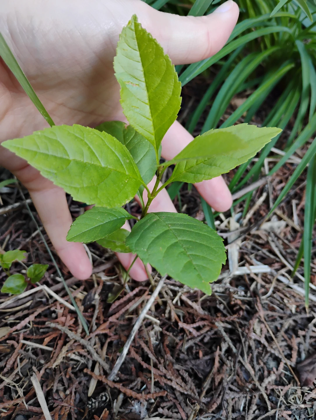 Native tree seedlings and other plants