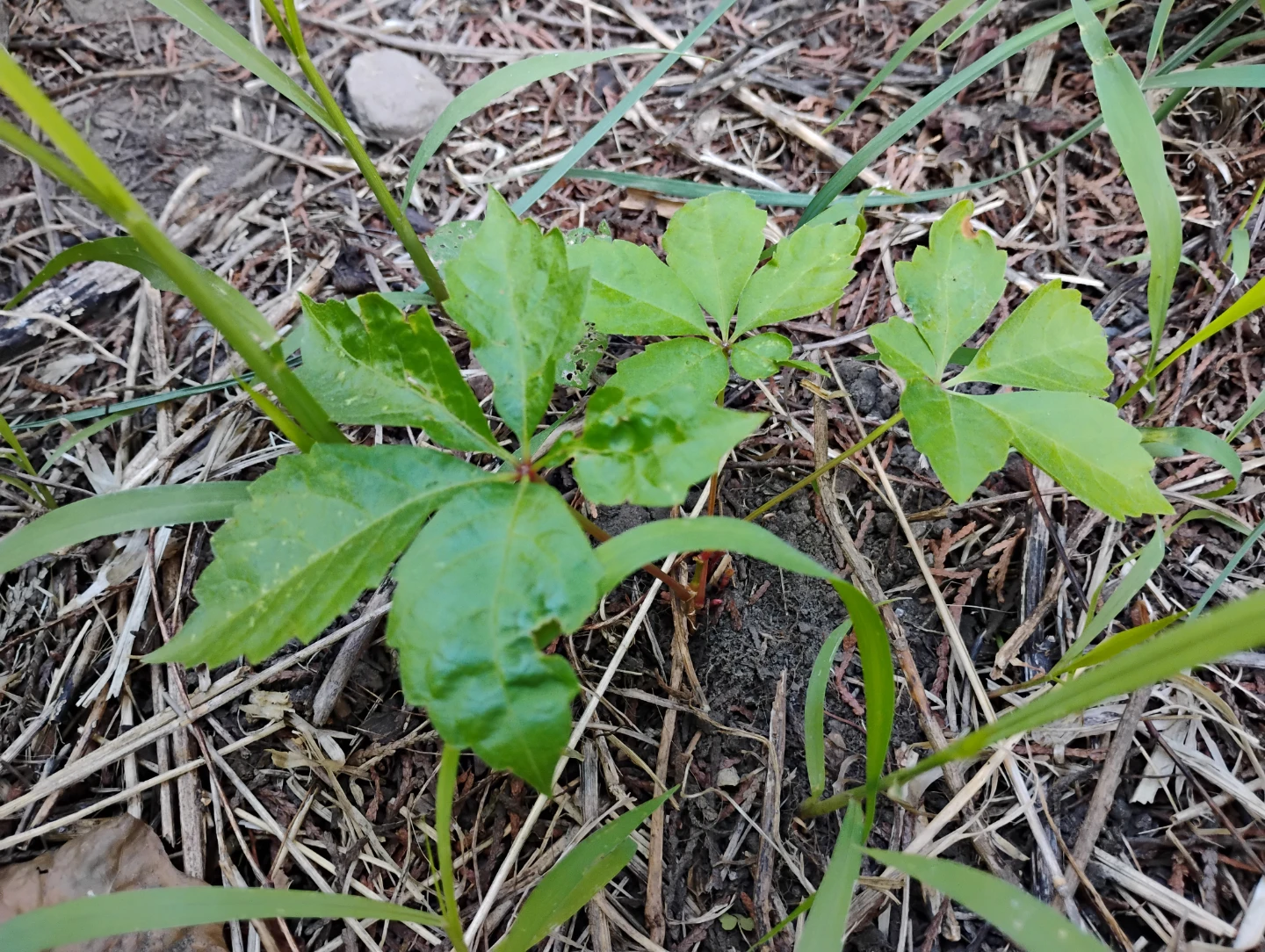 Native tree seedlings and other plants - photo 2