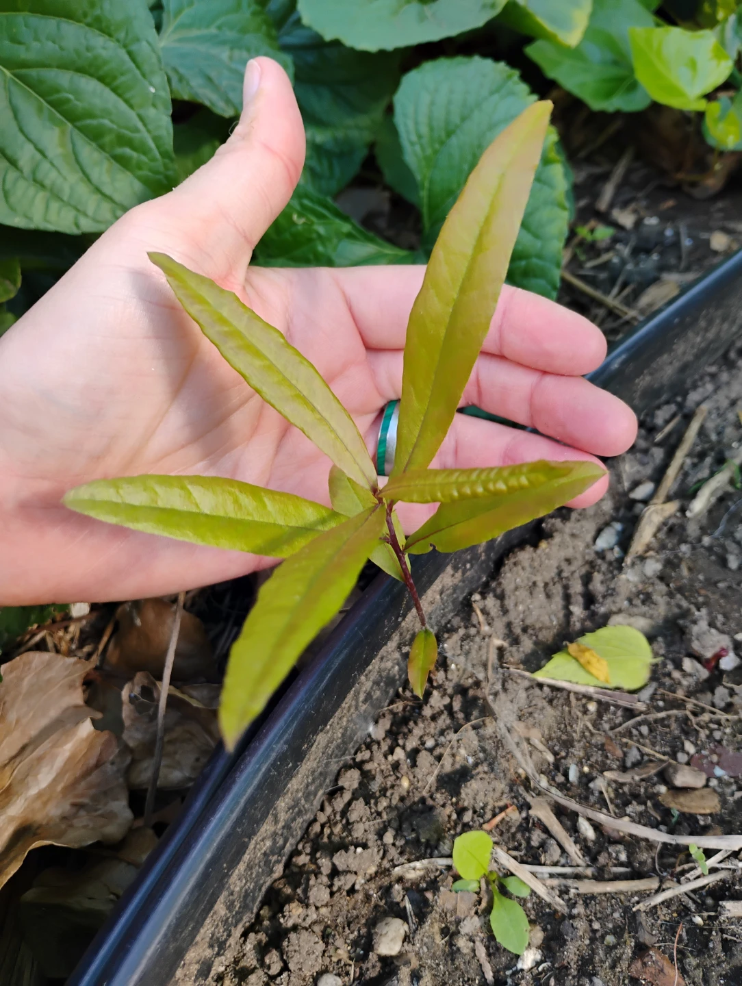 Native tree seedlings and other plants - photo 3