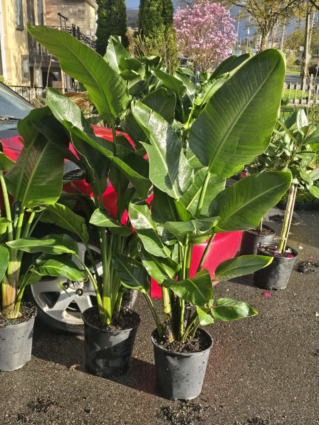 Bird of Paradise Plant multiple plant pot