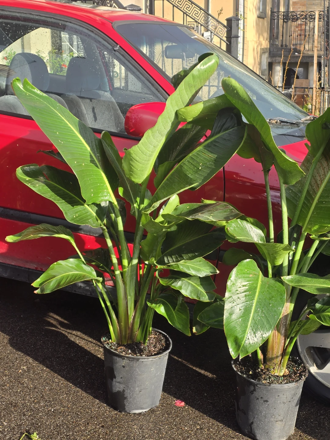 Bird of Paradise Plant multiple plant pot - photo 2