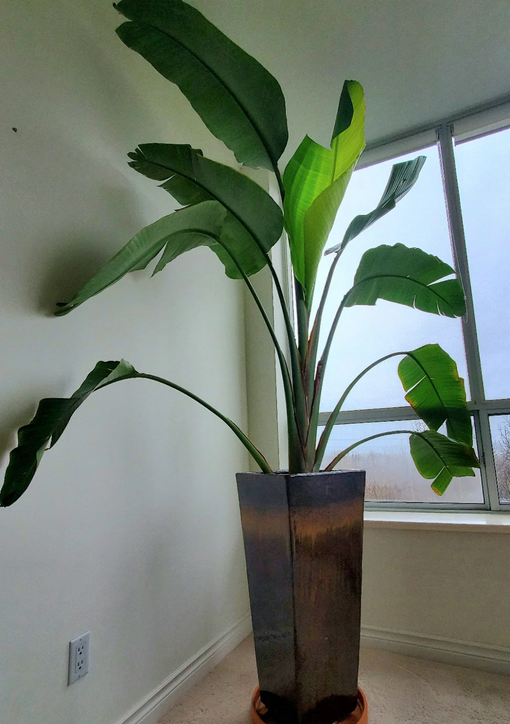9 ft Tall Bird of Paradise Plant in Ceramic Planter - photo 4