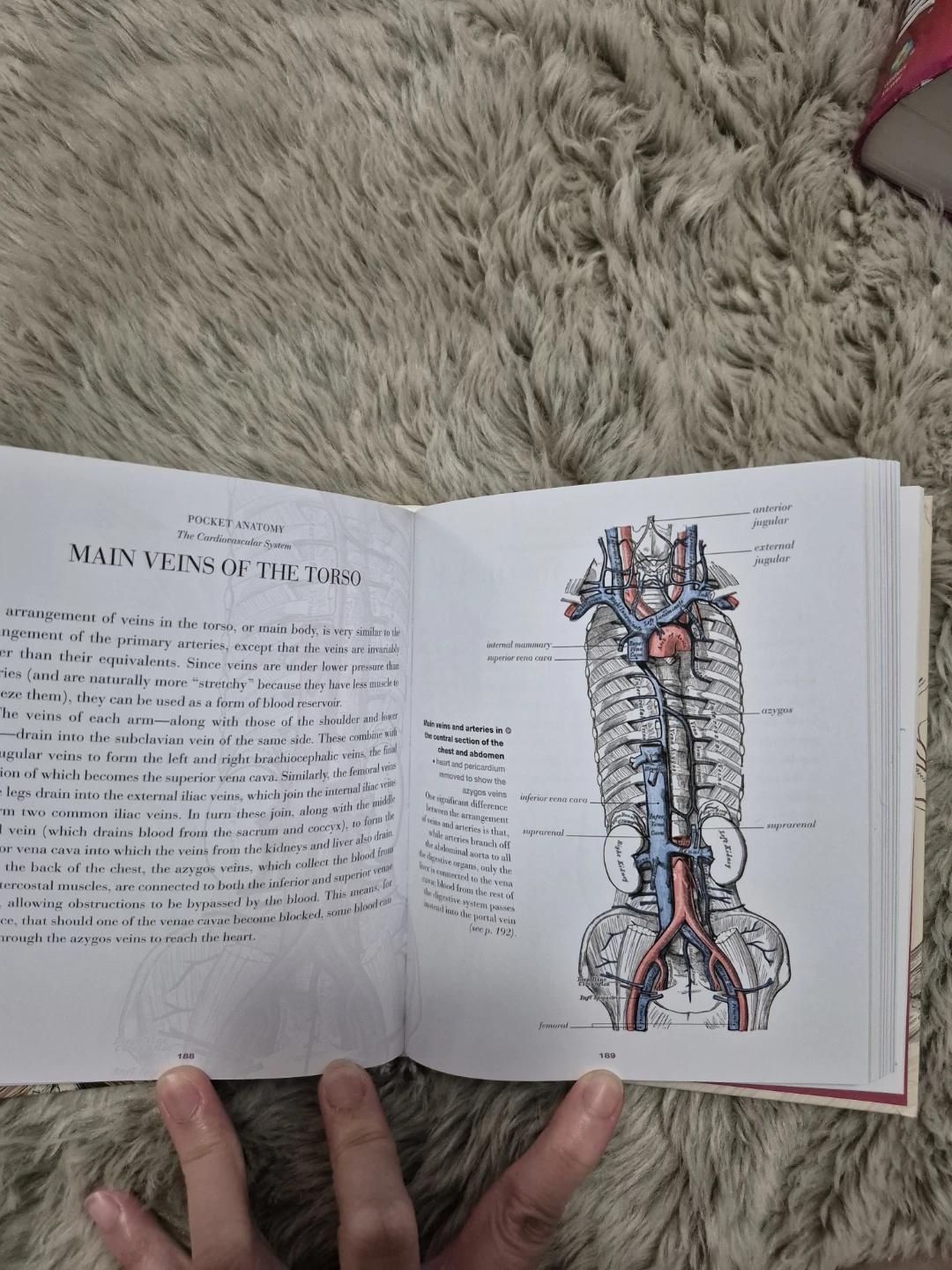 Anatomy: Gray's Anatomy Complete Guide for Artists & Students - photo 5