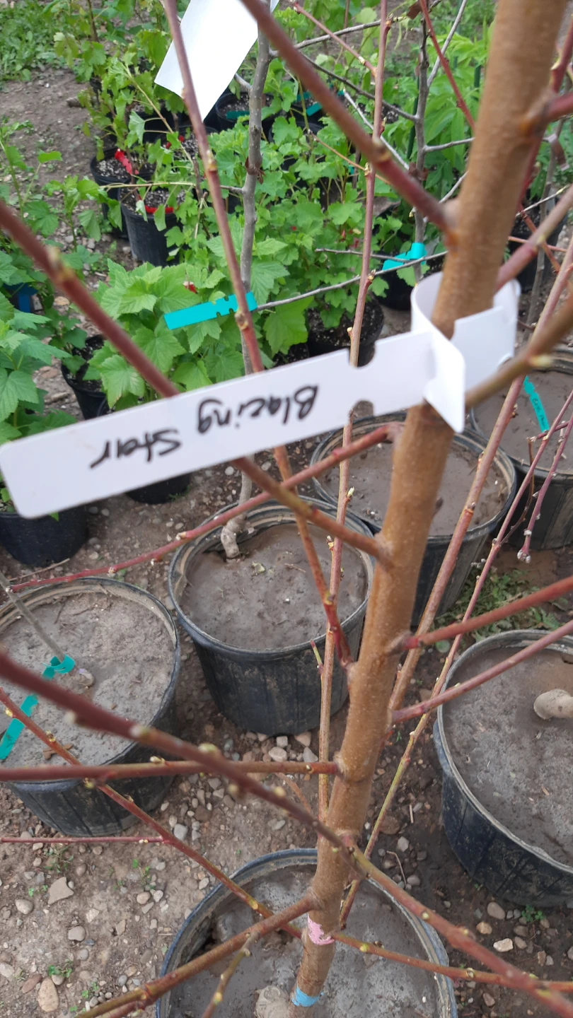 Blazing Star peach Tree Sapling - photo 3
