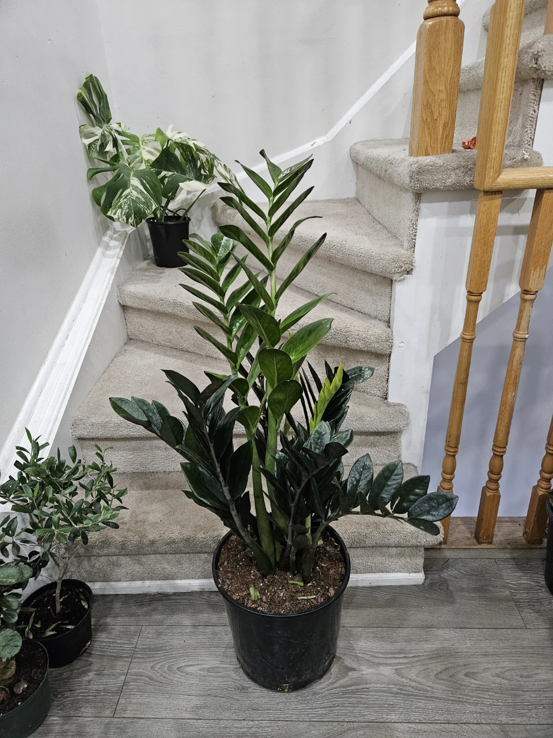 🇨🇦ZZ Plant in 12" pot🇨🇦 - photo 3