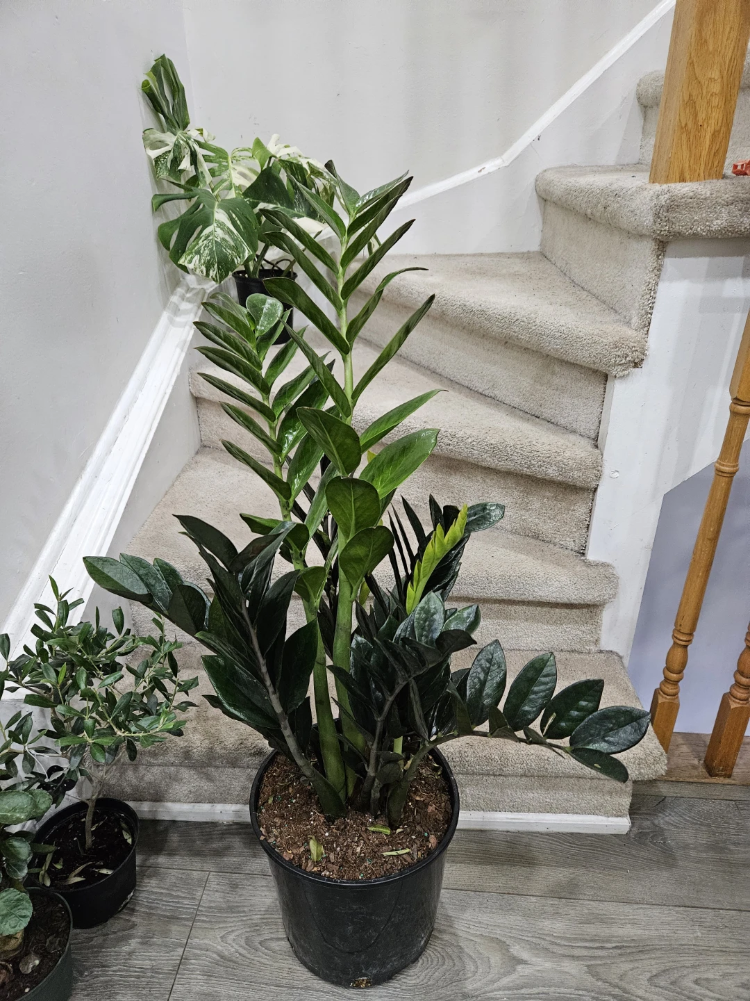 🇨🇦ZZ Plant in 12" pot🇨🇦 - photo 4
