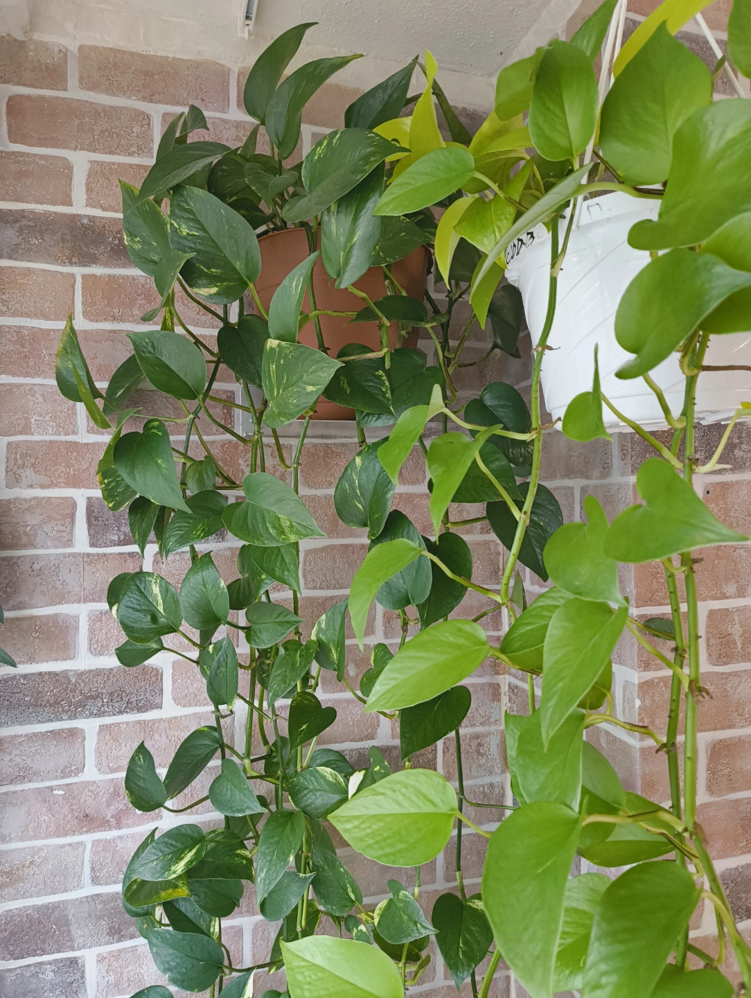 🌱 Various plant cuttings (not rooted)