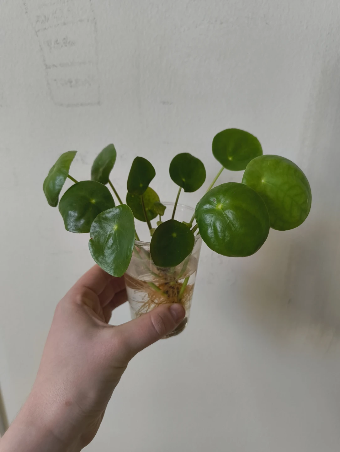 🌱 Baby money plant (rooted in water)