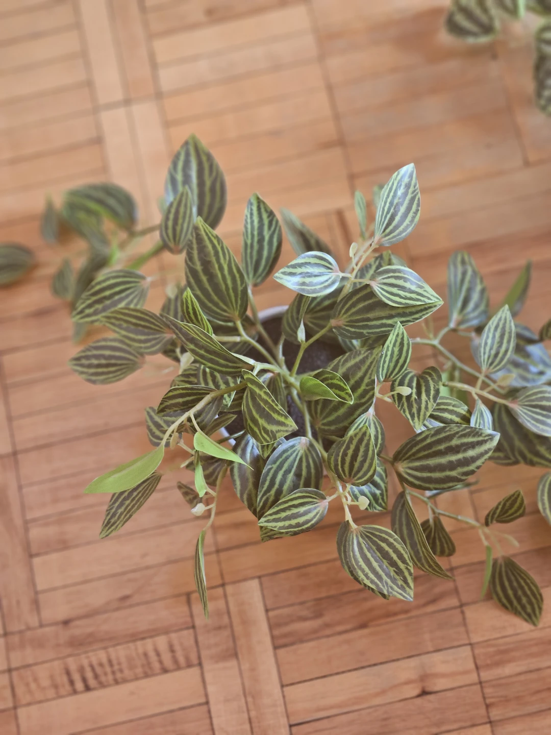 Artificial Pilea Plant 2