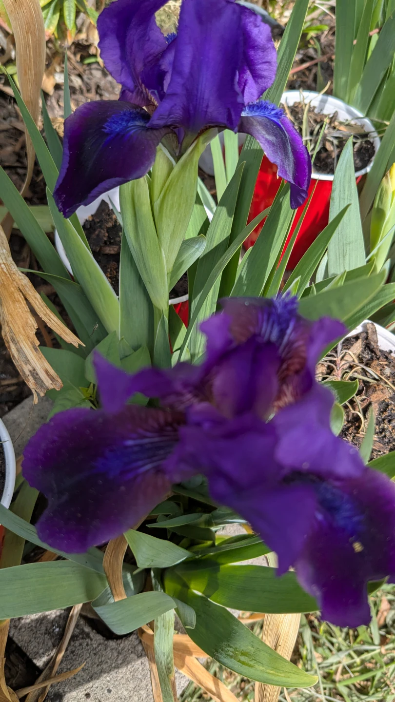 DWARF PURPLE IRIS