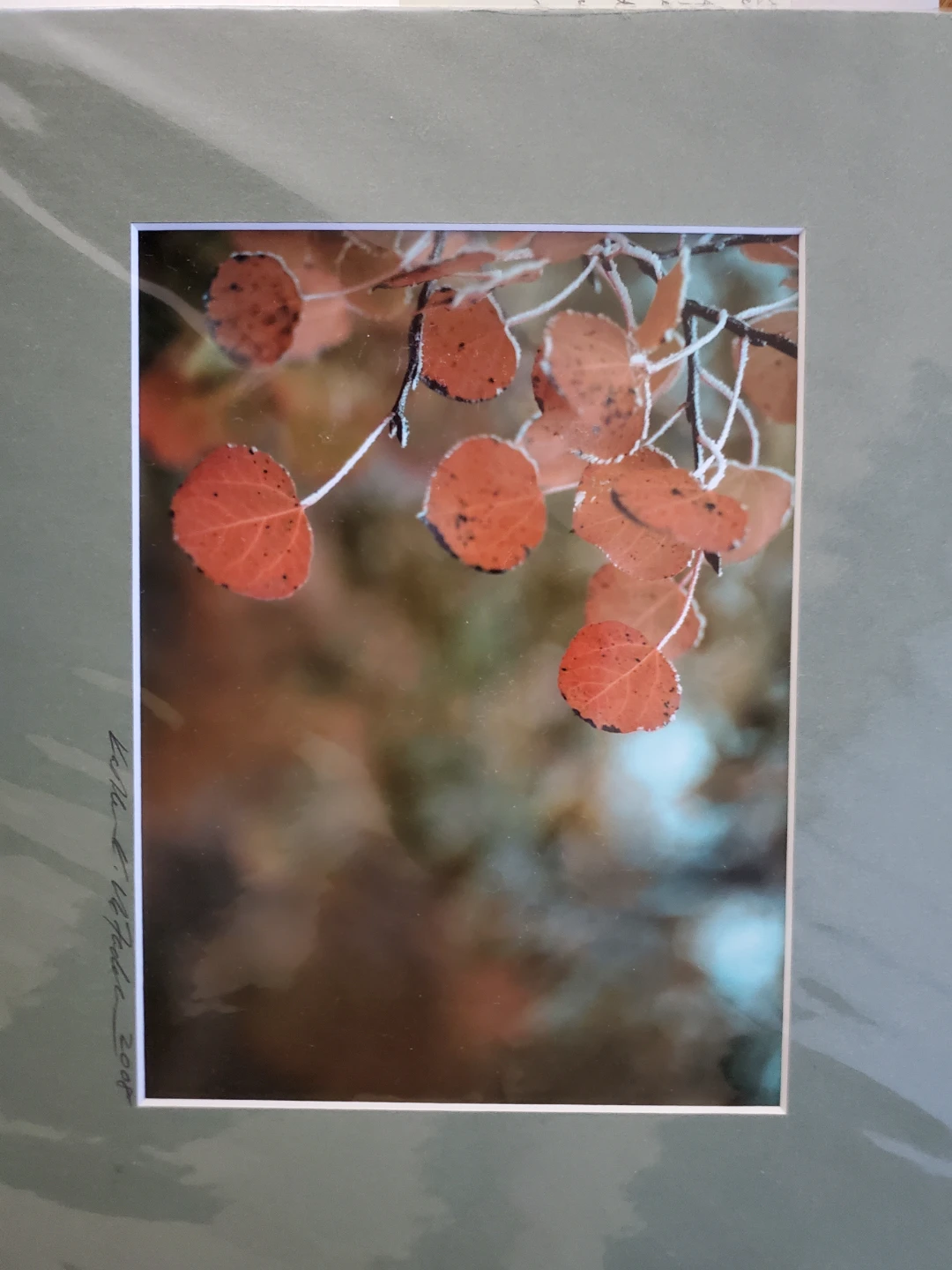 Matted Photograph of Frosted Aspen Leaves