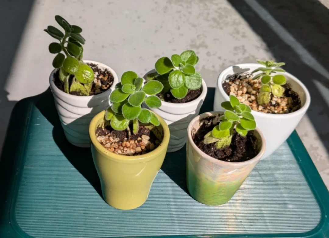 Spring Sale - Assorted Potted Succulents - photo 2